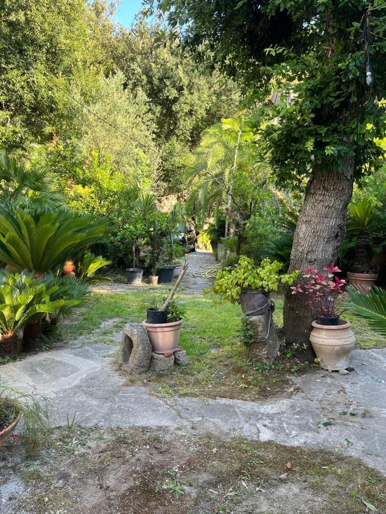 Le Dimore Di Zaro - Green Paradise Forio di Ischia Exterior foto