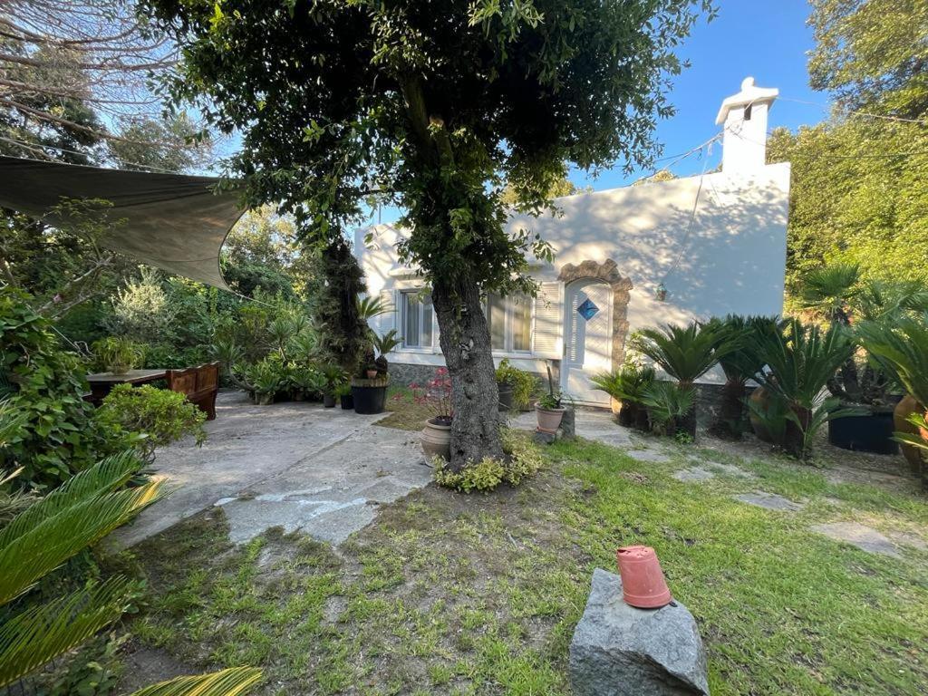 Le Dimore Di Zaro - Green Paradise Forio di Ischia Exterior foto